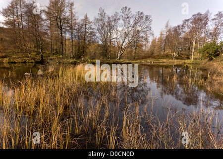 Einen kleinen Teich auf Holme Fell, im Spätherbst, in der Seenplatte, Cumbria, England, UK Stockfoto