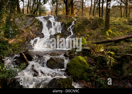 Wasserfälle auf Tom Gill Beck unter Tarn Hows, im Herbst, Lake District, Cumbria, England, UK Stockfoto