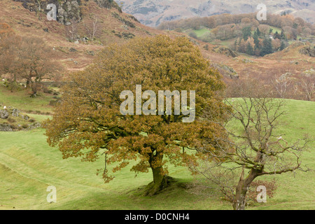 Alten gemeinsamen Eiche (Quercus Robur) in Weide am hohen Ochsen fiel im Herbst; Seenplatte, Cumbria, England, UK Stockfoto