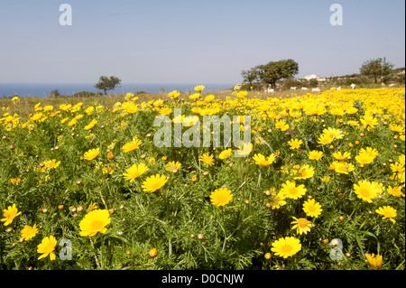 Pegeia, Bezirk Paphos, Zypern. 22. März 2012 Stockfoto