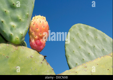 Feigenkaktus, Theletra, Bezirk Paphos, Zypern. 21. November 2012 Stockfoto