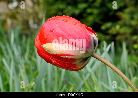 Darwin Tulpe (Tulipa) in voller Blüte. Stockfoto