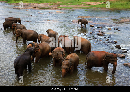 Elefanten aus dem Pinawalla Elefanten Waisenhaus, Kegella, Sri Lanka Waschen im Fluss Stockfoto