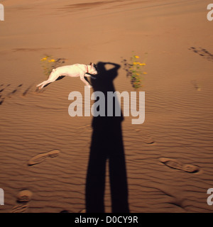 Ein Parson Jack Russell Terrier Rassen zwischen den Ständen der Prairie Sonnenblumen durch den Schatten des Fotografen Stockfoto