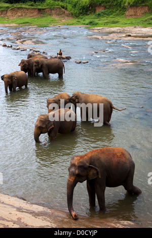 Elefanten aus dem Pinawalla Elefanten Waisenhaus, Kegella, Sri Lanka Waschen im Fluss Stockfoto