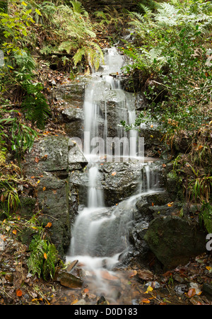 Kleiner Wasserfall im Hannicombe Wald in der Nähe von Fingle Bridge, Dartmoor National Park, Devon, Uk Stockfoto