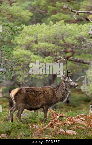 Rotwild-Hirsch (Cervus Elaphus) im wilden schottischen Hochland. Abgebildet in Glen Cannich, Inverness-Shire, Scotland Stockfoto