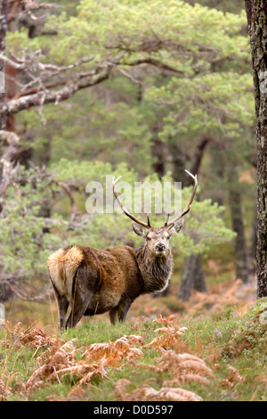 Rotwild-Hirsch (Cervus Elaphus) im wilden schottischen Hochland. Abgebildet in Glen Cannich, Inverness-Shire, Scotland Stockfoto