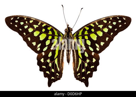 Schmetterling Graphium Agamemnon "Tailed Jay" Arten Stockfoto