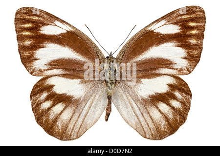 Schmetterling Arten Appias Libythea "Gestreiften Albatros" Stockfoto