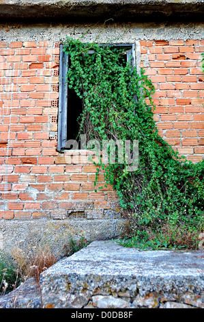 Pflanze, die durch das Fenster eines verlassenen Hauses. Stockfoto