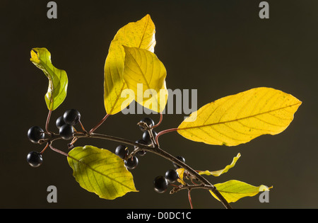 Faulbaum, Frangula Alnus im Herbst, Blätter und Beeren. Dorset. Stockfoto