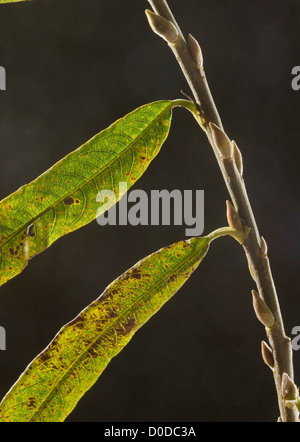Blatt des gemeinsamen Korbweide (Salix Viminea) Nahaufnahme Stockfoto