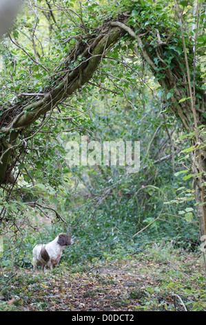 Springer Spaniel unter Baum Bogen im Wald auf einem herbstlichen Morgenspaziergang getroffen Stockfoto