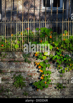 Kapuzinerkresse hing eine alte Mauer in der Normandie. Stockfoto