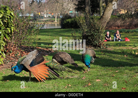 DIE FAUNA DER DAUMESNIL SEE BOIS DE VINCENNES PFAUEN 12. ARRONDISSEMENT PARIS (75) FRANKREICH Stockfoto