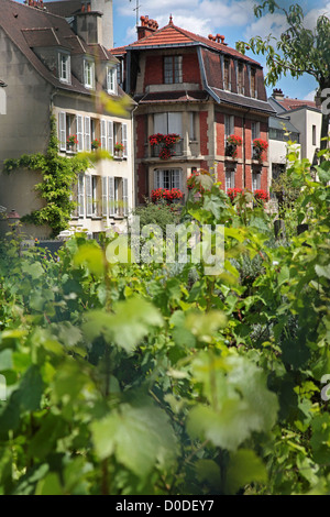 WEINREBEN AUF DER BUTTE MONTMARTRE PARIS (75) FRANCE Stockfoto