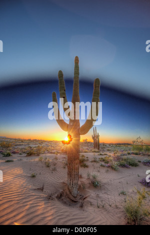 Ein Saguaro Kaktus (Carnegiea Gigantea) in Sanddünen entlang Camino Del Diablo Cabeza Prieta National Wildlife Refuge südlichen Stockfoto