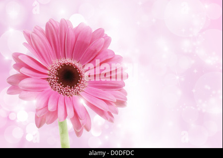 Rosa Gerbera Blume auf einem Sternenhimmel Hintergrund Stockfoto