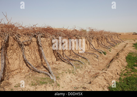 Verlassenen Weinberg, Helmand Provinz von Afghanistan Stockfoto