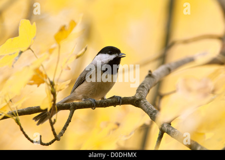 Carolina Chickadee im Herbst Ahornbaum Vogel Vögel singvögel Vogelkunde Vogelkunde Wissenschaft Natur Tierwelt Umwelt Chickadees Stockfoto