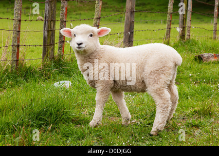 Neuseeland Lamm in einem Paddock oder Feld, Blick in die Kamera. Stockfoto