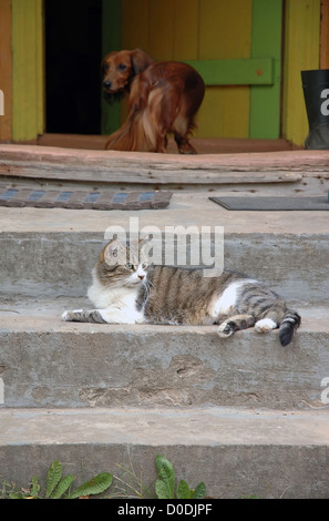Ein Kätzchen ruht im Treppenhaus mit Hund an Tür Stockfoto