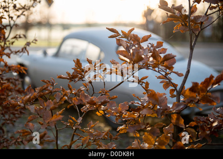 Panhard cd im Herbst Stockfoto