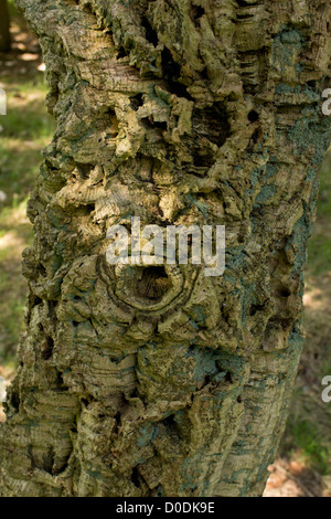Kork-Eiche (Quercus Suber) Nahaufnahme der Rinde - Quelle aus Kork. Stockfoto