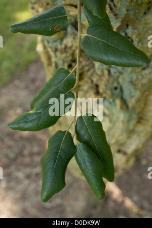 Kork-Eiche (Quercus Suber) Blätter, close-up Stockfoto