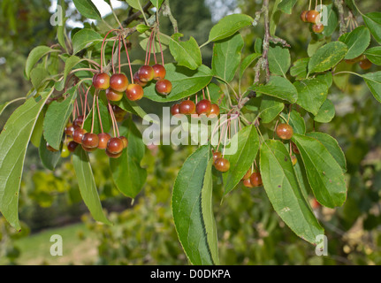 Ein chinesischer Apfel, Hupeh Krabbe (Malus Hupehensis) in Obst, Nahaufnahme Stockfoto