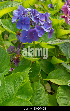 Hydrangea Macrophylla Buchfink, close-up. Garten-Sorte Stockfoto
