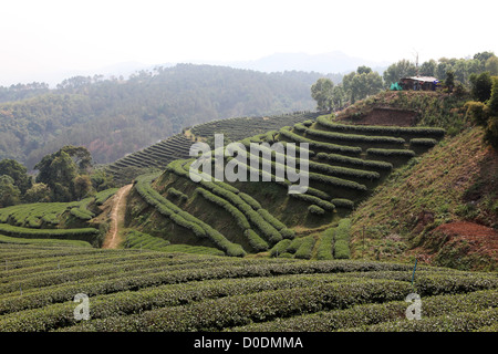 101 Teeplantage, Oolong-Tee-Plantage in Mae Salong, Santikhiri, 1800 m, Provinz Chiang Rai, Nord-Thailand, Asien Stockfoto