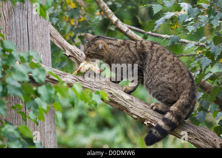 Schottische Wildkatze (Felis Silvestris Grampia) Stockfoto