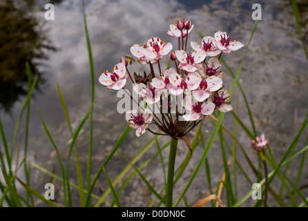 Blüte-Rush (Butomus Umbellatus) von Seen in der Nähe der Küste bei Weymouth, Dorset, England, UK Stockfoto