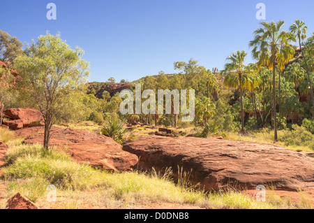 Rotkohl Palmen (livistona Mariae) in das Palm Valley, Finke Gorge National Park, südlich von Alice Springs, Northern Territory Outback Australien Stockfoto