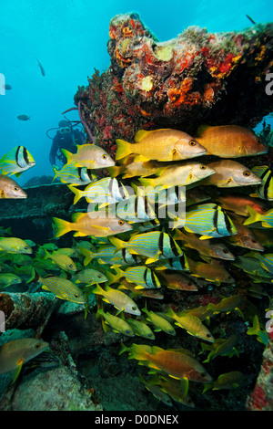 Fischschwärme auf dem Benwood Wrack Stockfoto