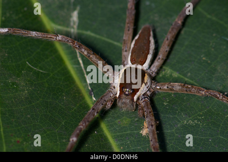 Dolomedes sp, Nursery Web Spider der Familie Pisauridae. Stockfoto