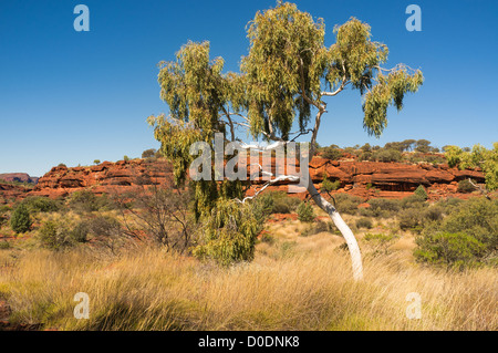 Ghost gum in das Palm Valley in Finke Gorge National Park, südlich von Alice Springs im Roten Zentrum des Northern Territory im Outback Australien Stockfoto