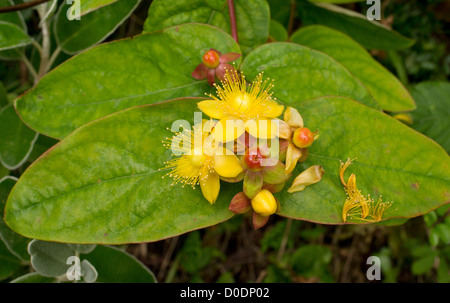 Tutsan (Hypericum Androsaemum) in Blume, Dorset, England, UK. Ungewöhnliche Wald Rand Pflanze. Stockfoto