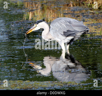 Graureiher, einen kleinen Fisch fangen Stockfoto