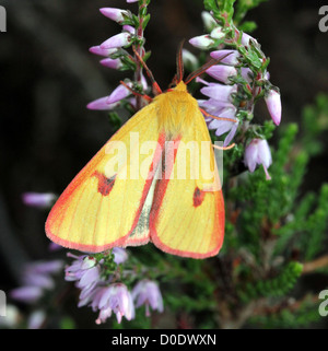 Männliche gelbe getrübt Buff Motte (Diacrisia Sannio) auf Futtersuche auf Glockenheide (Erica Tetralix) - 12 Bilder in Serie Stockfoto