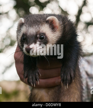 Porträt von ein Iltis Frettchen in der Hand gehalten Stockfoto