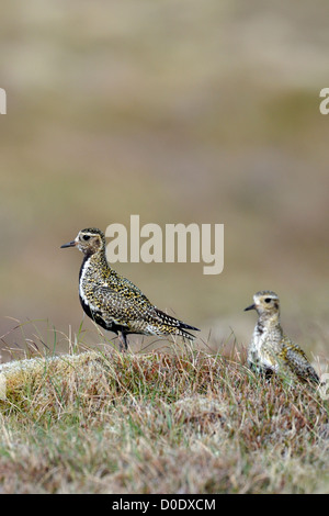 Europäische Goldregenpfeifer (Pluvaris Apricaria) Stockfoto