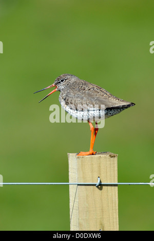 Gemeinsamen Rotschenkel (Tringa Totanus) Stockfoto