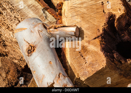 Protokoll-Stapel auf Wimbledon Common, zeigt die Säge Einschnitte in der warmen Herbstsonne, London, UK Stockfoto