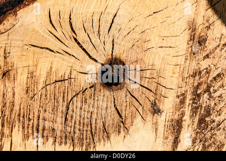 Protokoll-Stapel auf Wimbledon Common, zeigt die Säge Einschnitte in der warmen Herbstsonne, London, UK Stockfoto