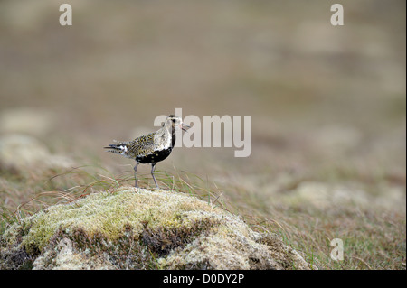 Europäische Goldregenpfeifer (Pluvaris Apricaria) Stockfoto