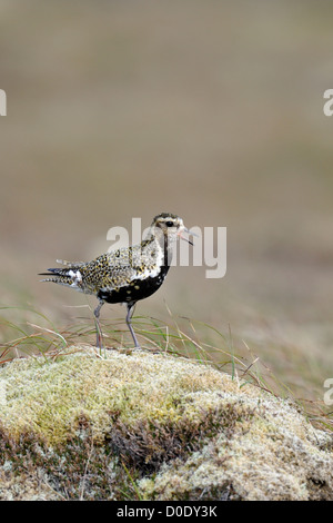 Europäische Goldregenpfeifer (Pluvaris Apricaria) Stockfoto