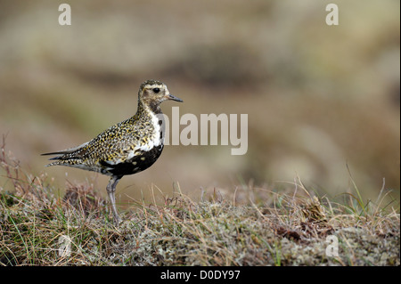 Europäische Goldregenpfeifer (Pluvaris Apricaria) Stockfoto